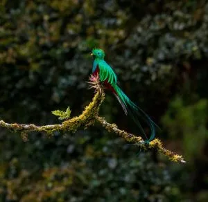 Ave Quetzal