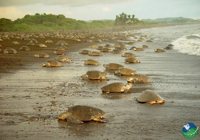 El Tortuguero, tortugas desovando.