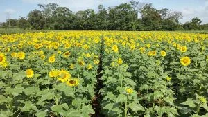 cultivos de girasoles