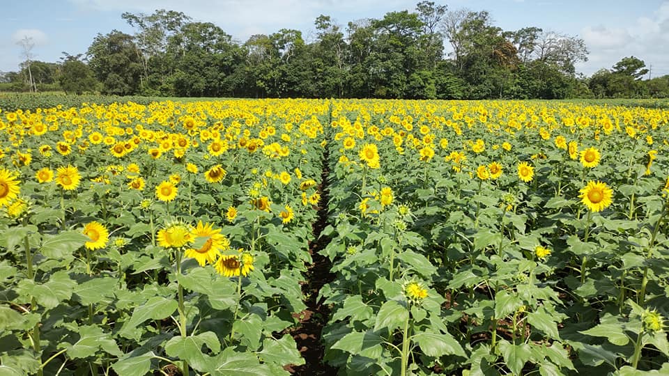 Campo de Girasoles, Pital - Pateperro