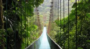 Puente colgante en medio del Bosque