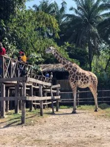 personas ofreciendo comida a dos jirafas en autosafari chapin
