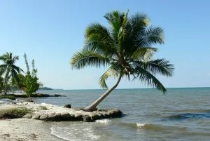 palmera en la playa a la orilla del mar