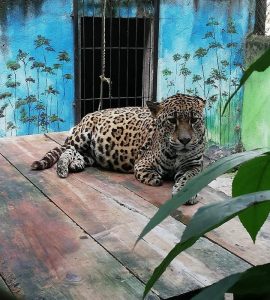 el famoso Jaguar del zoológico Metropolitano Rosy Walther